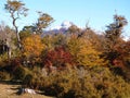 Autumn colors of the subpolar beech forests of Navarino island, Chile - the worldÃ¢â¬â¢s southernmost forests Royalty Free Stock Photo